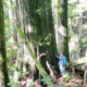 AFA's Ken Wu stands beside a giant endangered redcedar in the Upper Avatar Grove.