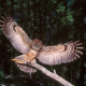 The highly endangered Spotted owl. An estimated 5 individuals are thought to exist still in the wild.