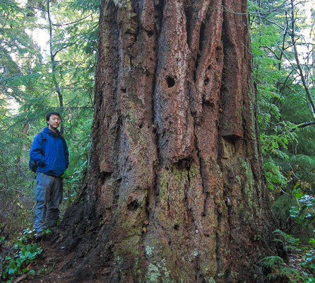 AFA's Ken Wu with a giant old-growth Douglas-fir tree in Stanley Park.