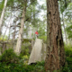 Giant Douglas-fir trees tower between boulders on Island Timberlands' private lands at Stillwater Bluffs near Powel River