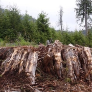 Stump_Hans Standing beside a massive 16ft diameter redcedar stump is Hans Tammemagi