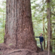 Ancient Forest Alliance campaigner TJ Watt next to Canada's 9th-widest Douglas-fir tree