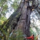 One of several monumental western redcedars located in Jurassic Grove
