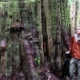 T.J. Watt of Ancient Forest Alliance stands in July 2011 next to old-growth red cedar in Avatar Grove near Port Renfrew.