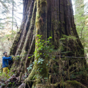 AFA's Ken Wu measuring the Tolkien Giant in the Central Walbran Valley. It appears to come in as the 9th widest western redcedar in BC
