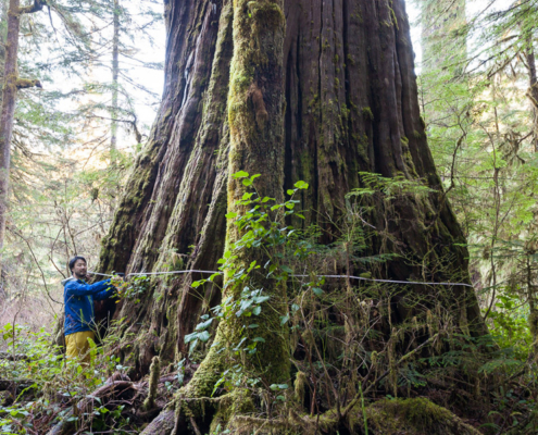 AFA's Ken Wu measuring the Tolkien Giant in the Central Walbran Valley. It appears to come in as the 9th widest western redcedar in BC