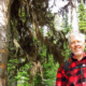 Renowned lichenologist Trevor Goward stands beside the new species of Bryoria or "horsehair lichen" he discovered. To place a bid for the naming rights to this species visit: https://www.charitybuzz.com/categories/43/catalog_items/272986