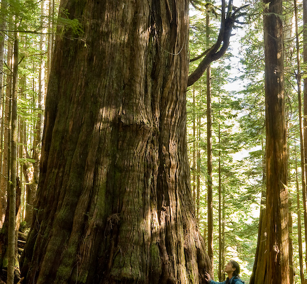 AFA Campaign Director Ken Wu stands beside one of the Avatar Grove's largest redcedars.