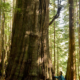 AFA Campaign Director Ken Wu stands beside one of the Avatar Grove's largest redcedars.