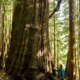 Ken Wu stands beside a giant redcedar in the Upper Avatar Grove