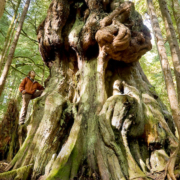 "Canada's gnarliest tree" grows in Avatar Grove