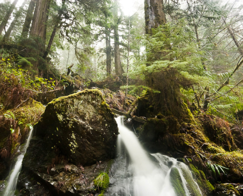 Waterfalls flow from streams running through towering ancient red cedars in the logging threatened Avatar Grove near Port Renfrew