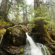 Waterfalls flow from streams running through towering ancient red cedars in the logging threatened Avatar Grove near Port Renfrew