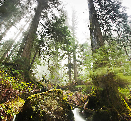 A waterfall cascades through the old-growth redcedars in the endagered Avatar Grove.