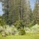 Elk are among the wildlife you will find among the towering trees in Avatar Grove.
