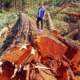 BC's 9th widest Douglas-fir cut down in the Nahmint Valley