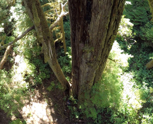 Screenshot from the new video clip which used drones to helped capture footage in the Central Walbran Valley