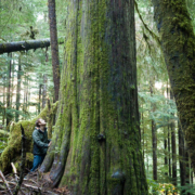 A massive old-growth redcedar tree found near the survey tape marked "Falling Boundary" in the unprotected Central Walbran Ancient Forest
