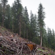 WalbranClearcut_large