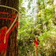 Walbran_Valley_Aug_2012-120-sm