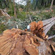 Web-photo-large Ancient Forest Alliance campaigner Andrea Inness walks beside an enormous