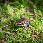 A Northern Red Legged-Frog spotted during the Echo Lake Bio-Blitz. (listed as a species of Special Concern by COSEWIC and Blue-Listed or threatened provincially)