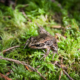 A Northern Red Legged-Frog spotted during the Echo Lake Bio-Blitz. (listed as a species of Special Concern by COSEWIC and Blue-Listed or threatened provincially)