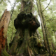 An ancient western red cedar growing in Avatar Grove near Port Renfrew