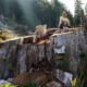 Wu atop a red cedar stump in Upper Walbran Valley.