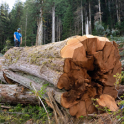 5-Nahmint-Valley-Matthew-Beatty-Fallen-Redcedar