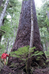 Just 50 meters away from the active cutblock stands this Douglas-fir tree, the 6th widest Douglas-fir tree on record, according to the BC Big Tree Registry, and the 7th widest when including the Alberni Giant in the Nahmint Valley. While the near record-sized tree is located within a Wildlife Habitat Area, it remains vulnerable to future logging. Circumference: 33'9". Diameter 10'8".