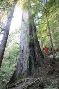 Ribbon marked "Road Location" beside a massive redcedar tree that's no longer standing..