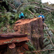 Edinburgh-Mt-Logging-Dec-2018-57