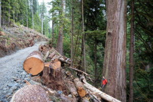 Road construction through old-growth on Edinburgh Mountain. Logging has since begun.