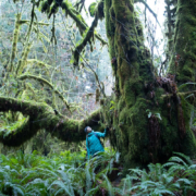 Mossome-Grove-Dec-2018-18