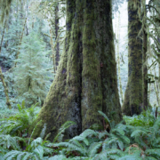 Mossome-Grove-Dec-2018-39