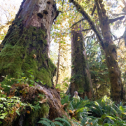 San-Juan-River-Oct-2018-36