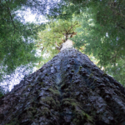 Nahmint-Valley-May-2018-806