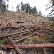 Nahmint-Valley-Old-Growth-Douglas-Fir-Clearcut