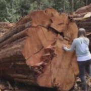 Screen Shot 2019-10-08 at 1.45.47 PM