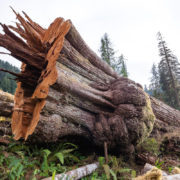 Haddon-Creek-Logging-Aug-2019-120