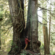 Screen Shot 2020-01-10 at 11.35.18 AM