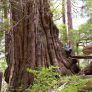 nahmint-valley-massive-old-growth-redcedar-tree-2
