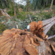 Nahmint Valley, Port Alberni - Huge Tree Logging