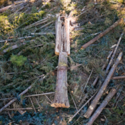 big-tree-logging-vancouver-island-bc