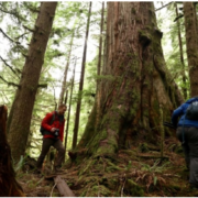 Screen Shot 2020-06-05 at 2.47.55 PM