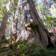 3-Fairy-Creek-Yellow-Cedar-2