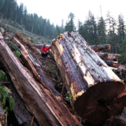 A massive old-growth western redcedar log in a BC Timber Sales cutblock in the Nahmint Valley near Port Alberni.