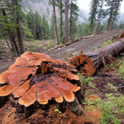 Granite-Creek-Logging-Redcedar-2