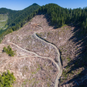 Teal-Jones-Old-Growth-Logging-Aerial